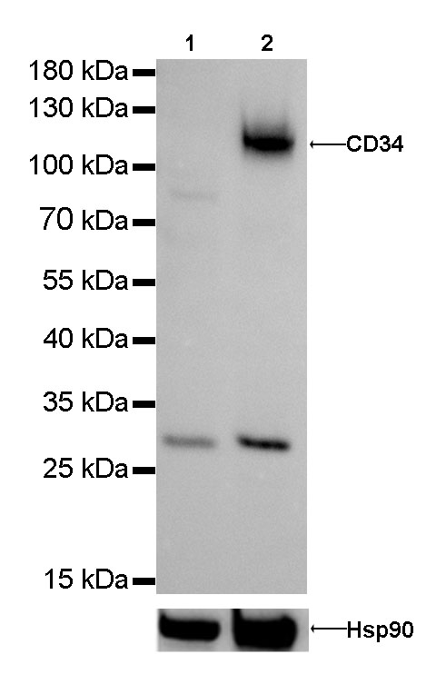 Rabbit anti-CD34 Monoclonal Antibody(051-68)