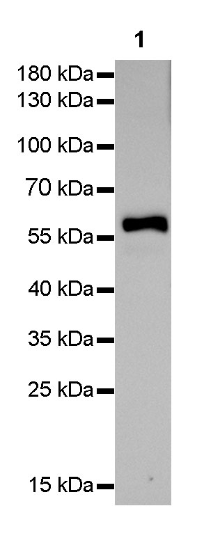 Rabbit anti-HSP60 Monoclonal Antibody(076-6)