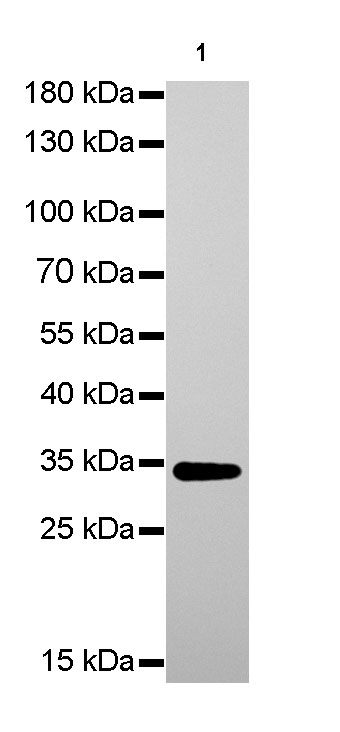 Rabbit anti-VDAC1 Monoclonal Antibody(R013)