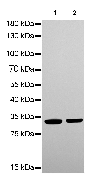 Rabbit anti-VDAC1 Monoclonal Antibody(R013)