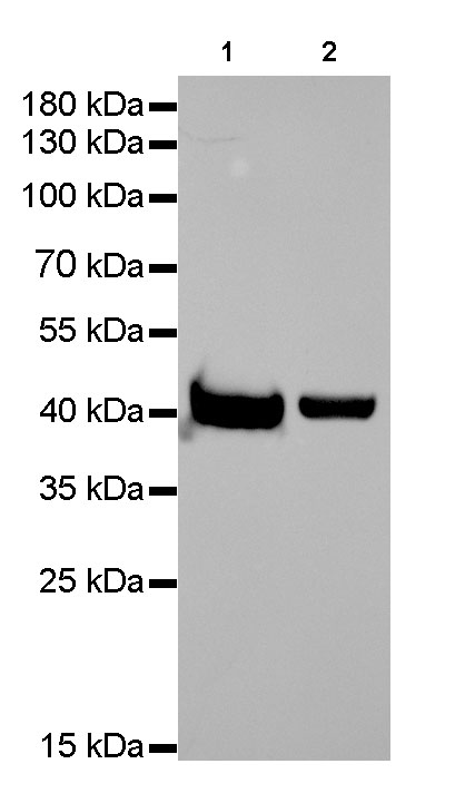 Rabbit anti-β-Actin Monoclonal Antibody
