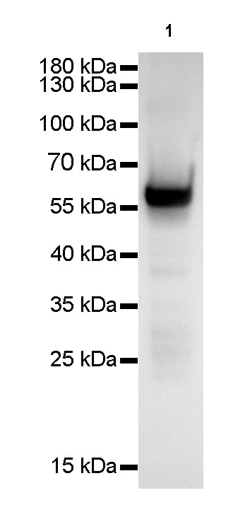 Rabbit anti-CK-4 Recombinant Monoclonal Antibody(046-12)
