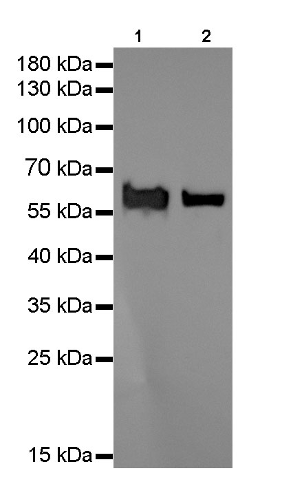 Rabbit anti-HSP60 Monoclonal Antibody(076-6)