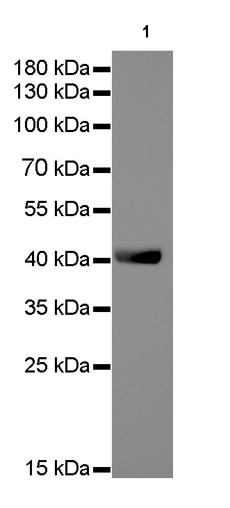 Rabbit anti-β-Actin Monoclonal Antibody