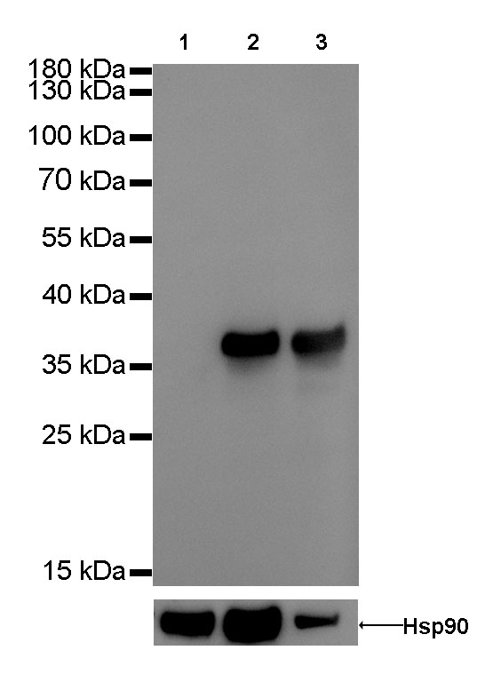 Rabbit anti-Annexin A1 Recombinant Monoclonal Antibody(020-36)