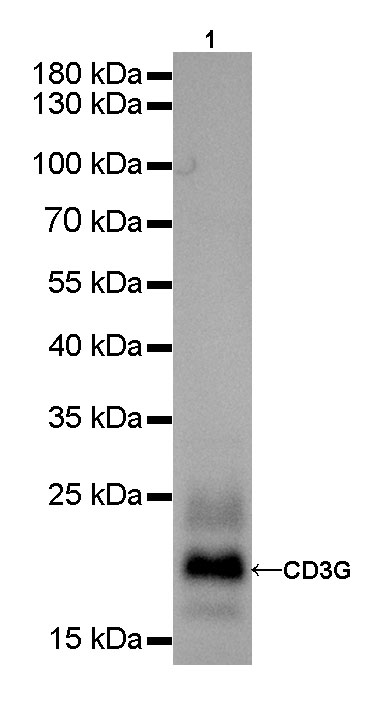 Rabbit anti-CD3G Recombinant Monoclonal Antibody(42-18)