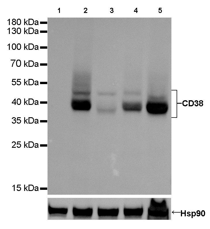 Rabbit anti-CD38 Recombinant Monoclonal Antibody(031-45)