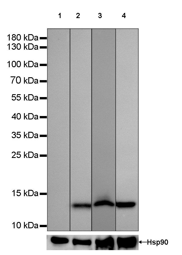 Rabbit anti-TCL1 Recombinant Monoclonal Antibody(052-12)