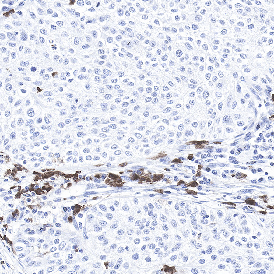 Rabbit anti-CD11b Recombinant Monoclonal Antibody(058-44)