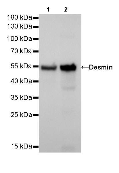 Rabbit anti-Desmin Recombinant Monoclonal Antibody(R022)