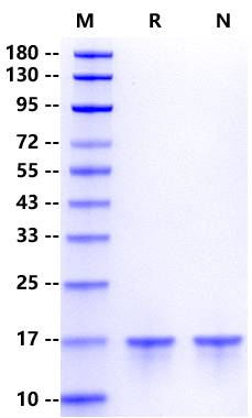 Recombinant Human FGF-4 Protein