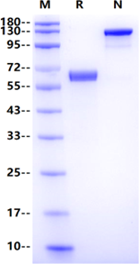 Recombinant Human Ephrin-B1 Fc Chimera Protein(Human Fc Tag)