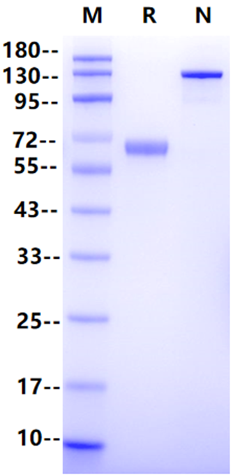 Recombinant Human Ephrin-A3 Fc Chimera Protein(Human Fc Tag)