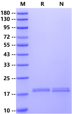 Recombinant Human IL-33 Protein