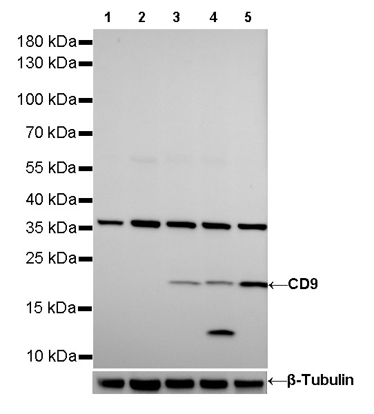 Rabbit anti-CD9 Recombinant Monoclonal Antibody(143-53)