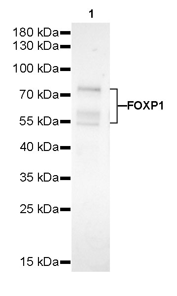 Rabbit anti-FOXP1 Recombinant Monoclonal Antibody(R053)
