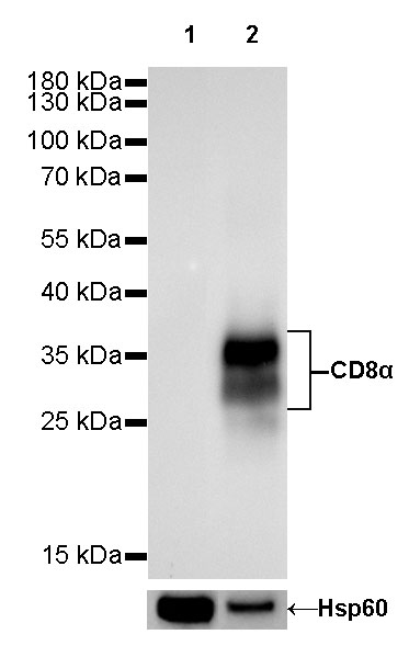 Rabbit anti-CD8α Recombinant Monoclonal Antibody(142-52)