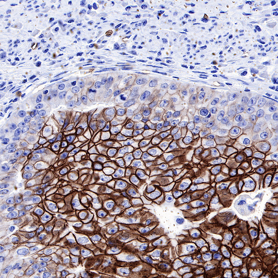 Rabbit anti-GLUT1 Recombinant Monoclonal Antibody(R057)