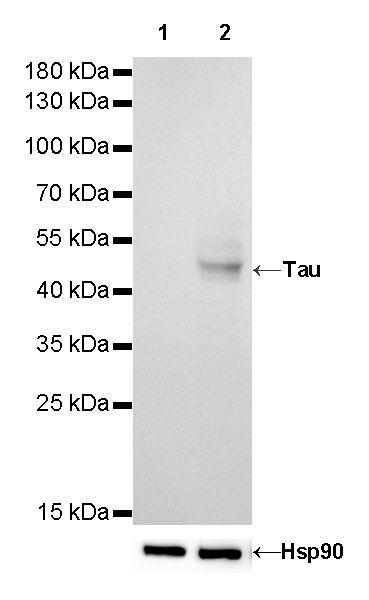 Rabbit anti-Tau Recombinant Monoclonal Antibody(171-67)