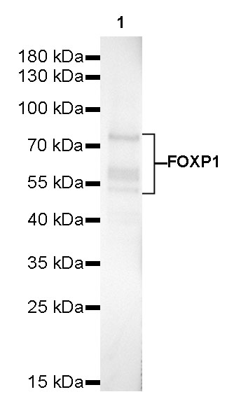 Rabbit anti-FOXP1 Recombinant Monoclonal Antibody(R053)