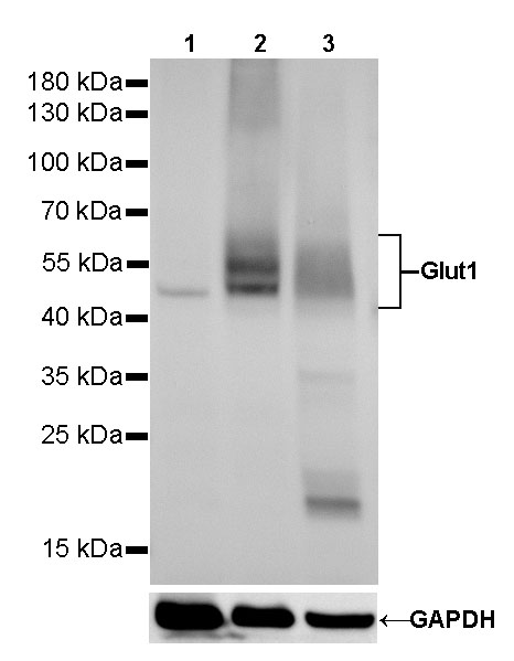 Rabbit anti-GLUT1 Recombinant Monoclonal Antibody(R057)