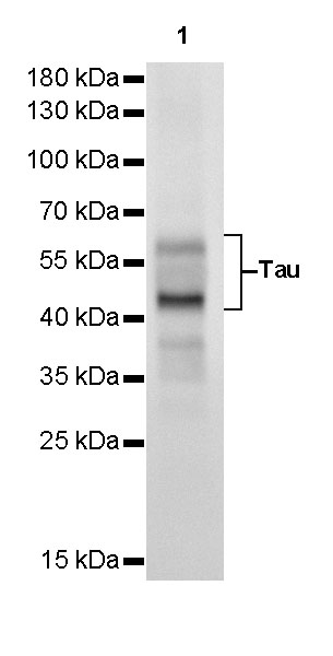 Rabbit anti-Tau Recombinant Monoclonal Antibody(171-67)