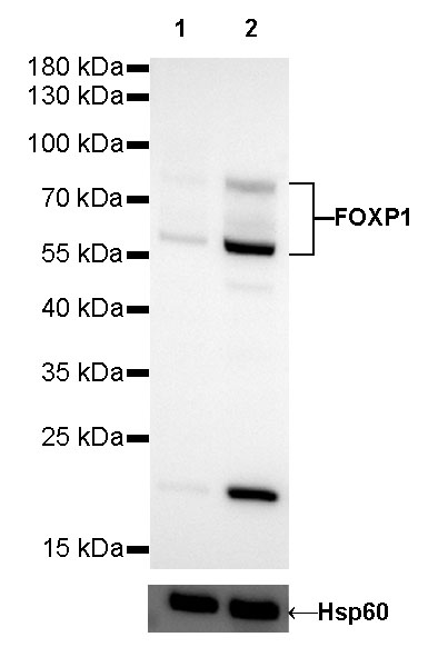 Rabbit anti-FOXP1 Recombinant Monoclonal Antibody(R053)