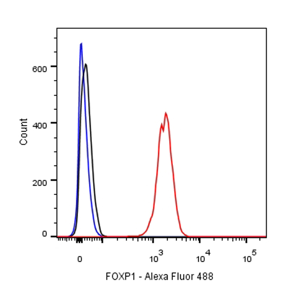 Rabbit anti-FOXP1 Recombinant Monoclonal Antibody(R053)