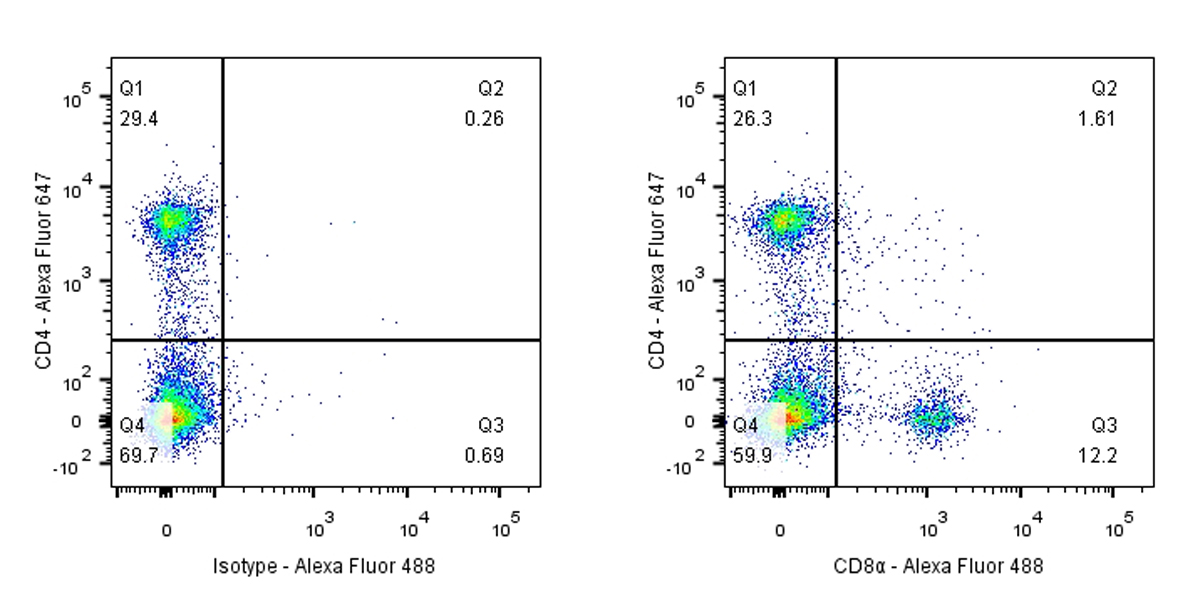 Rabbit anti-CD8α Recombinant Monoclonal Antibody(142-52)
