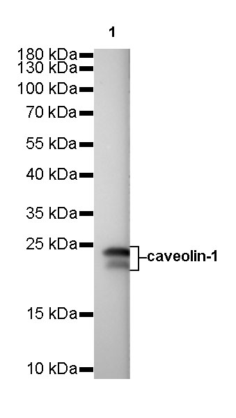 Rabbit anti-Caveolin-1 Recombinant Monoclonal Antibody(065-20)
