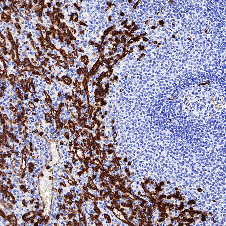 Rabbit anti-Caveolin-1 Recombinant Monoclonal Antibody(065-20)