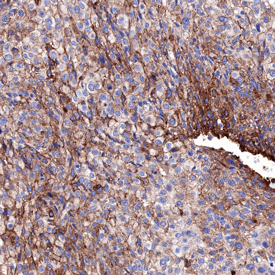 Rabbit anti-Caveolin-1 Recombinant Monoclonal Antibody(065-20)