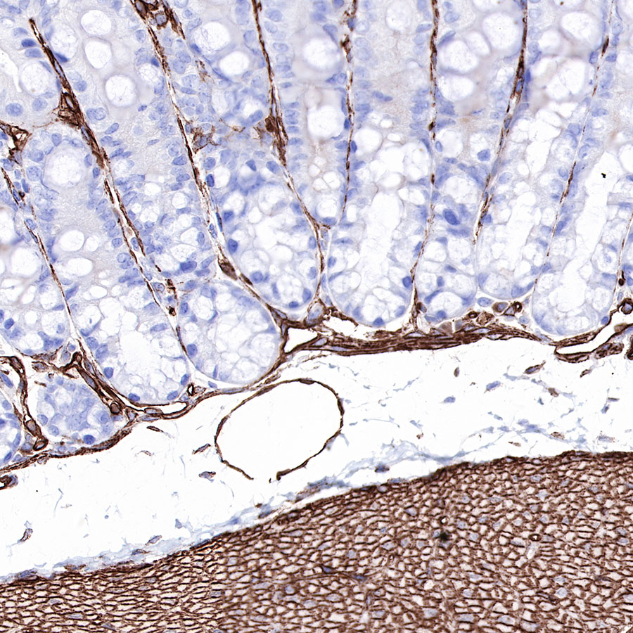 Rabbit anti-Caveolin-1 Recombinant Monoclonal Antibody(065-20)