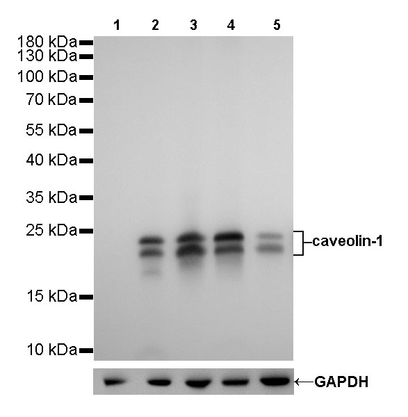 Rabbit anti-Caveolin-1 Recombinant Monoclonal Antibody(065-20)