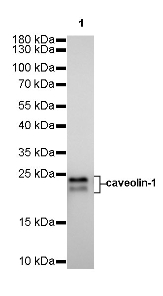 Rabbit anti-Caveolin-1 Recombinant Monoclonal Antibody(065-20)