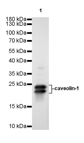 Rabbit anti-Caveolin-1 Recombinant Monoclonal Antibody(065-20)