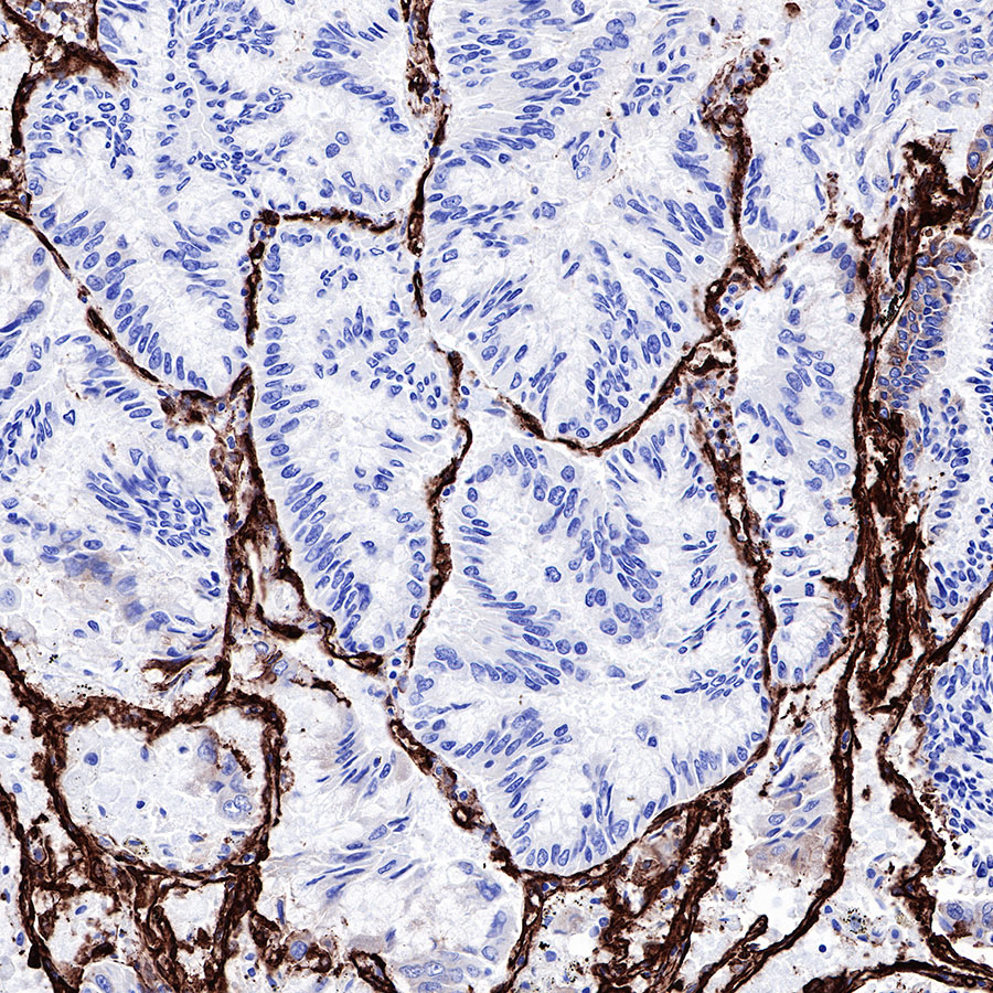 Rabbit anti-Caveolin-1 Recombinant Monoclonal Antibody(065-20)