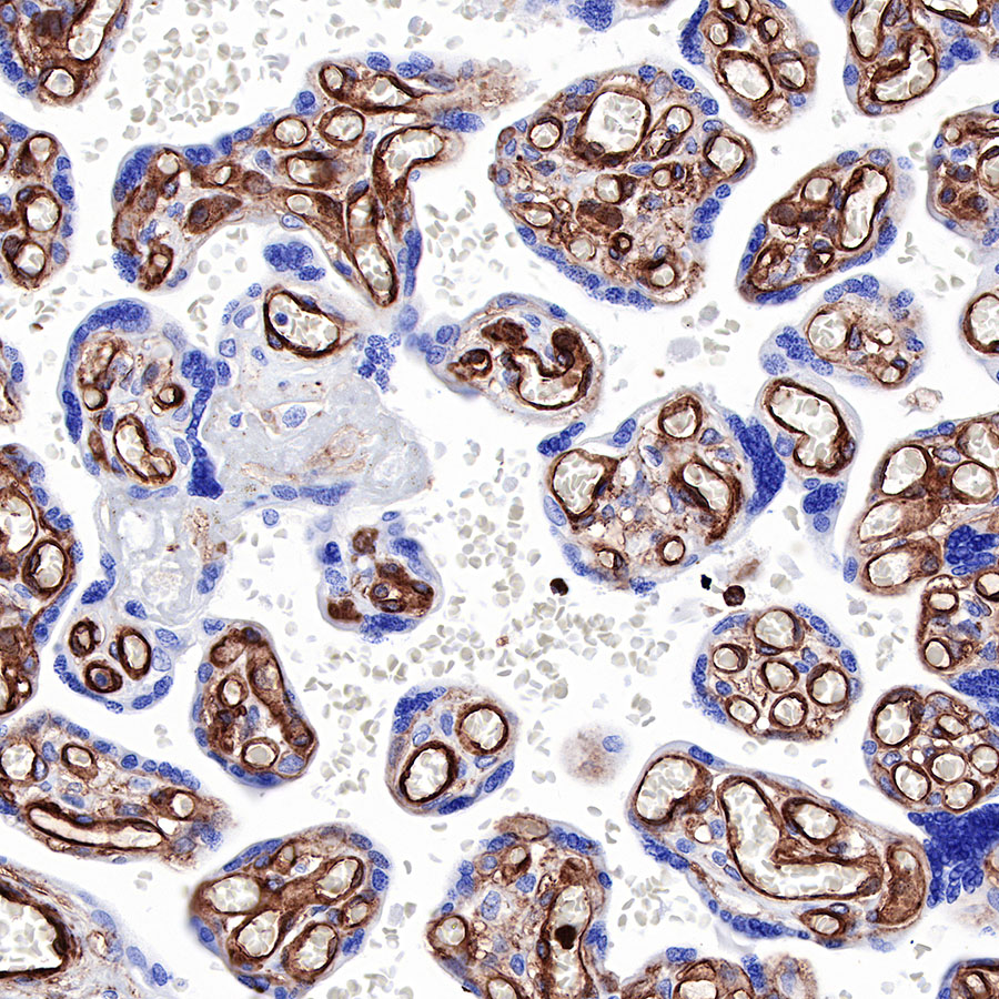 Rabbit anti-Caveolin-1 Recombinant Monoclonal Antibody(065-20)