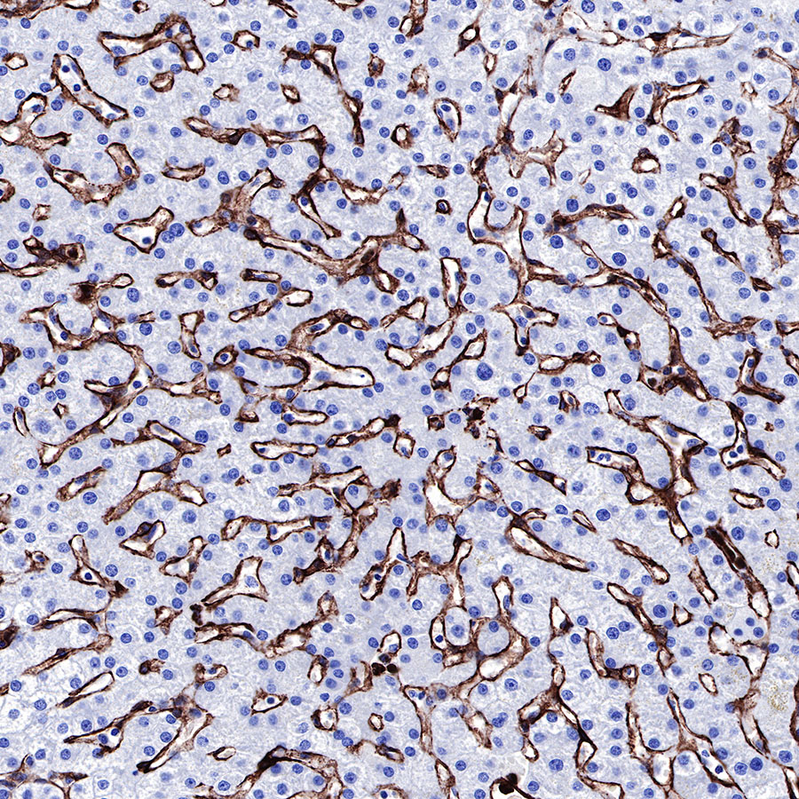 Rabbit anti-Caveolin-1 Recombinant Monoclonal Antibody(065-20)