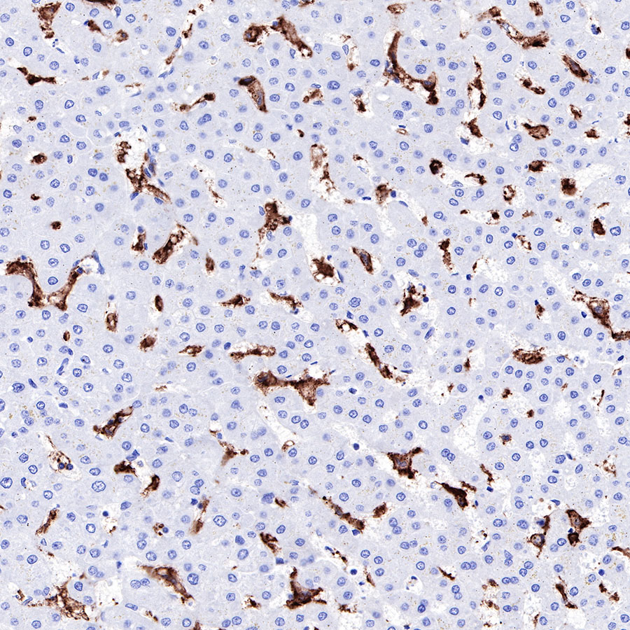 Rabbit anti-CD16a Recombinant Monoclonal Antibody(R099)