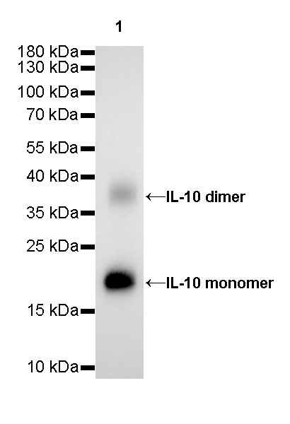 Rabbit anti-IL-10 Recombinant Monoclonal Antibody(088-83)