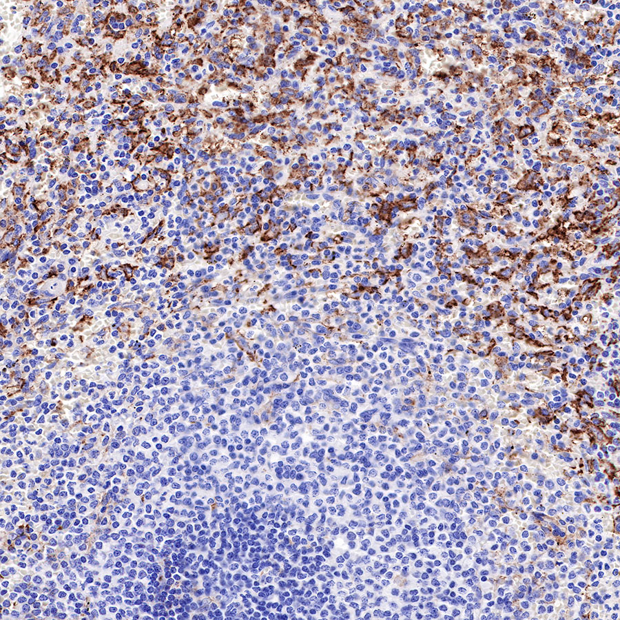 Rabbit anti-IL-10 Recombinant Monoclonal Antibody(088-83)