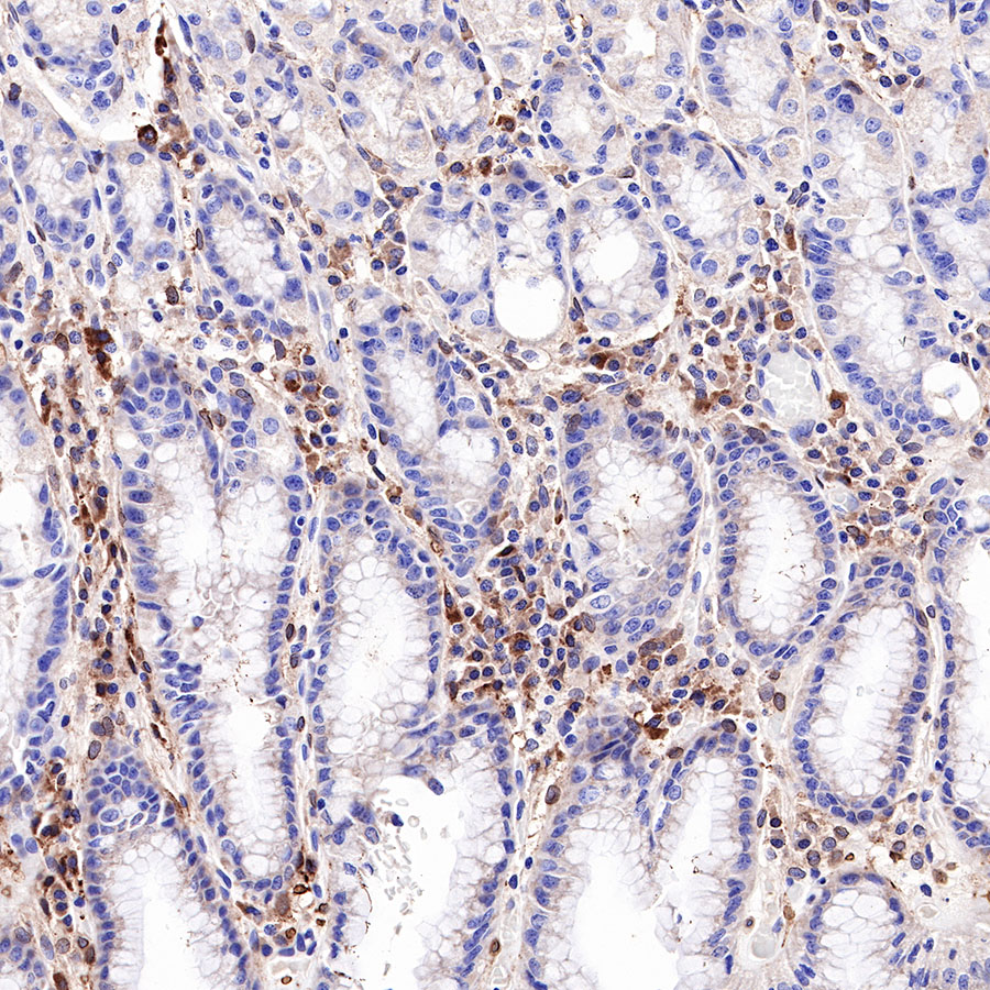 Rabbit anti-IL-10 Recombinant Monoclonal Antibody(088-83)