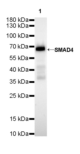 Rabbit anti-SMAD4 Recombinant Monoclonal Antibody(R114)