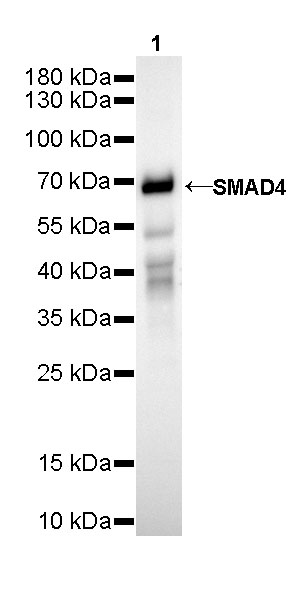 Rabbit anti-SMAD4 Recombinant Monoclonal Antibody(R114)