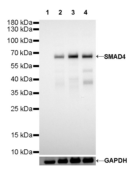 Rabbit anti-SMAD4 Recombinant Monoclonal Antibody(R114)