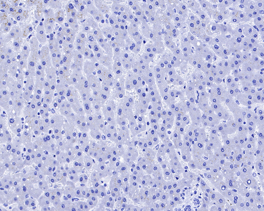 Rabbit anti-Renin Recombinant Monoclonal Antibody(087-48)
