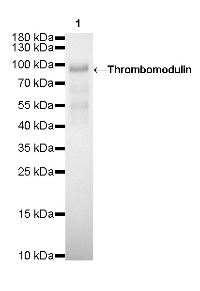 Rabbit anti-Thrombomodulin Recombinant Monoclonal Antibody(153-89)