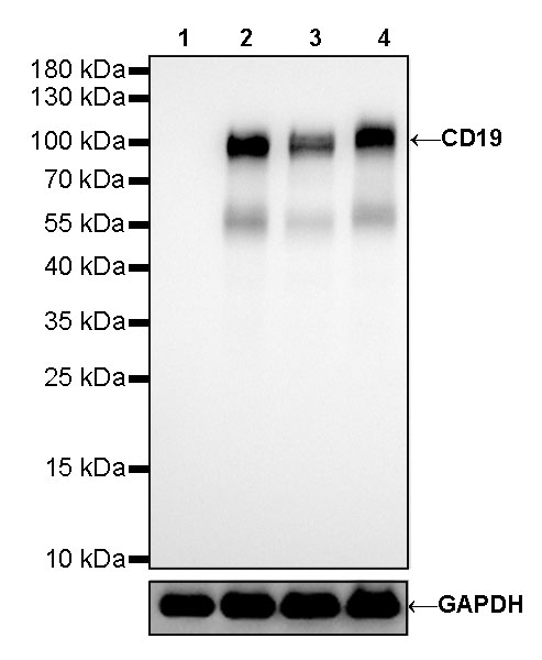 Rabbit anti-CD19 Recombinant Monoclonal Antibody(164-33)