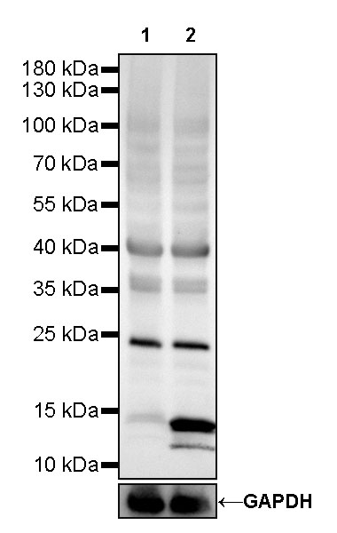 Rabbit anti-Acetyllysine Recombinant Monoclonal Antibody(R096)